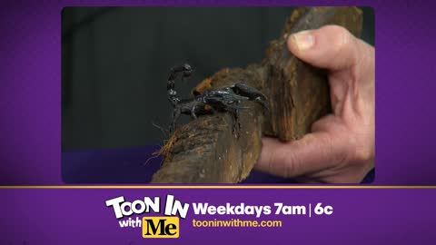 Bill faces his fears with these live tarantulas and a scorpion!